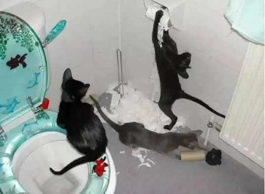 猫咪拆家搞破坏，可能因为想你了！(图10)