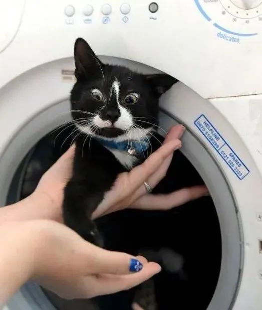 洗衣机又杀死了一只猫！养猫家庭洗衣服前，有件事不能偷懒(图19)