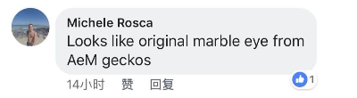 BREAKING NEWS!!!豹纹守宫最新眼部变异？史矛革巨龙觉醒！(图8)