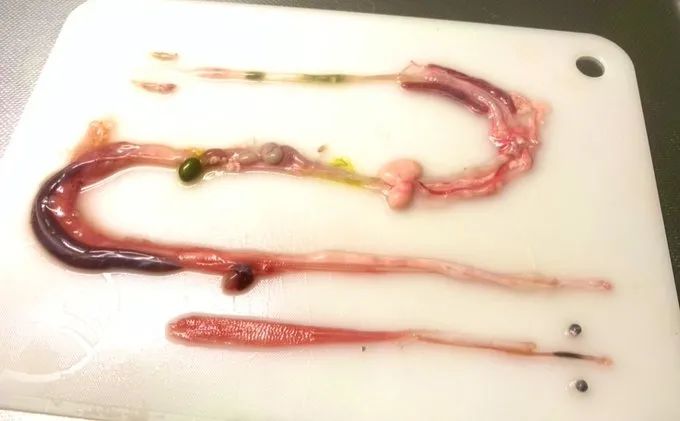 日本网友拍摄的制作蛇类标本全过程，居然还是生物解剖学的教学科普(图7)
