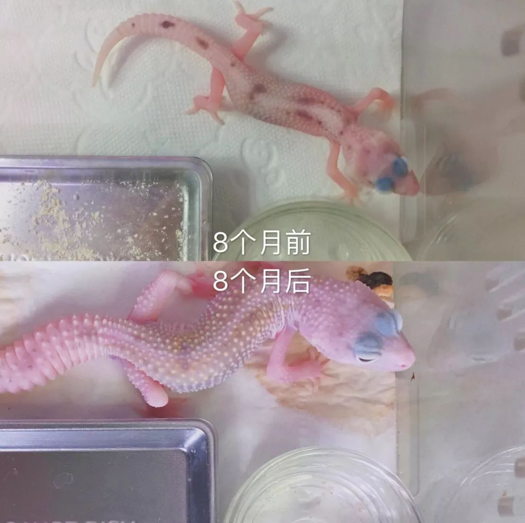 别的女生桌上是各种美妆杂志和化妆品，养爬妹子的桌上确放着豹纹守(图7)