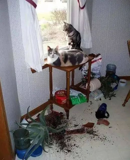 猫咪拆家搞破坏，可能因为想你了！(图7)