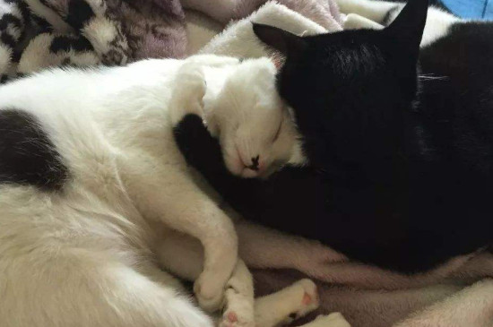 成猫成天吃几克猫粮