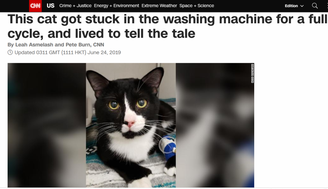 洗衣机又杀死了一只猫！养猫家庭洗衣服前，有件事不能偷懒(图7)