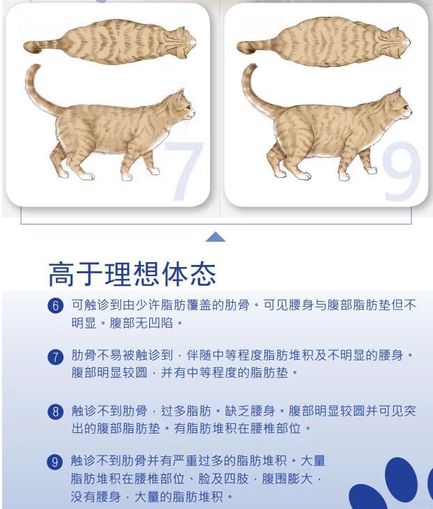 如此喂食不是爱猫是害猫，三分之一猫咪受害！钟南山也不这样喂(图8)