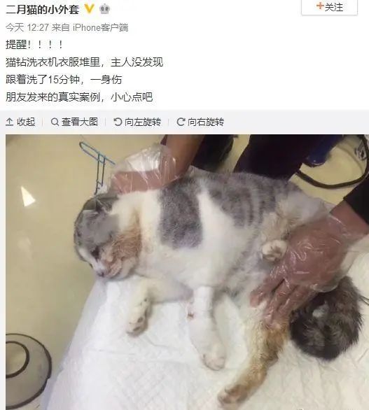 洗衣机又杀死了一只猫！养猫家庭洗衣服前，有件事不能偷懒(图8)