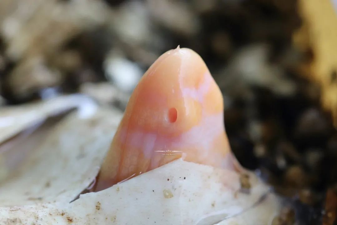 全球首例！人工孵化白化泽巨蜥，绝对是你难以抗拒的网红“美味”！(图3)