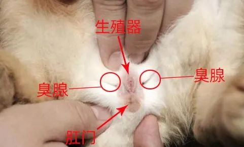 兔子的臭腺了解一下(图1)