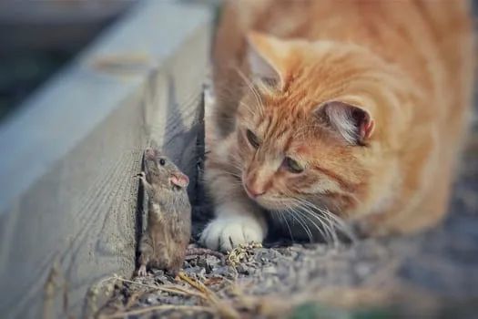 猫咪几岁算老猫？这样喂猫，能让主子活上「百岁」(图10)