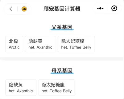 可爱呆萌会装死，你不知道的猪鼻蛇品系 —— 出人意料的“紫色冰晶”(图15)