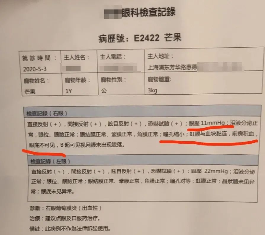 一周内两只猫外出洗澡，一死一伤！带猫去洗澡必须做好两件事(图8)