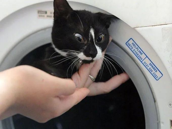 洗衣机又杀死了一只猫！养猫家庭洗衣服前，有件事不能偷懒(图18)
