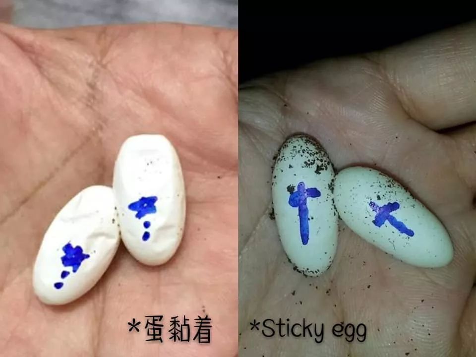 肥尾守宫繁殖业者的心酸╥﹏╥，作为爬宠玩家的你是否能够体会得到(图2)