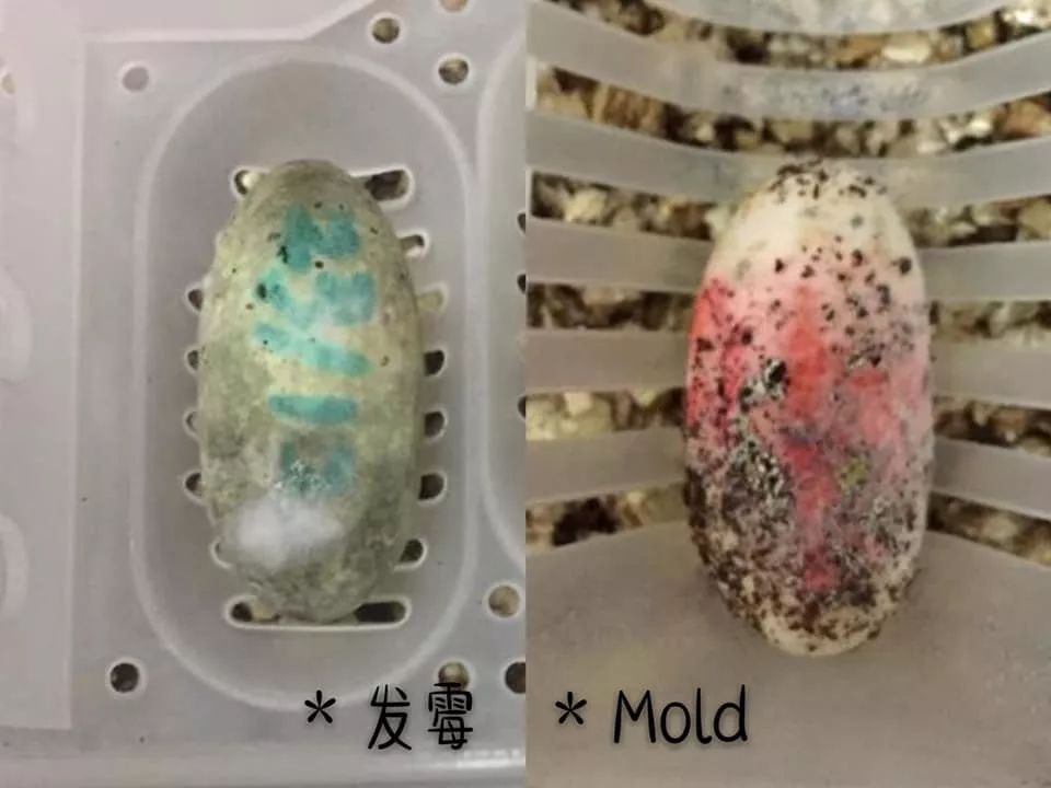 肥尾守宫繁殖业者的心酸╥﹏╥，作为爬宠玩家的你是否能够体会得到(图3)