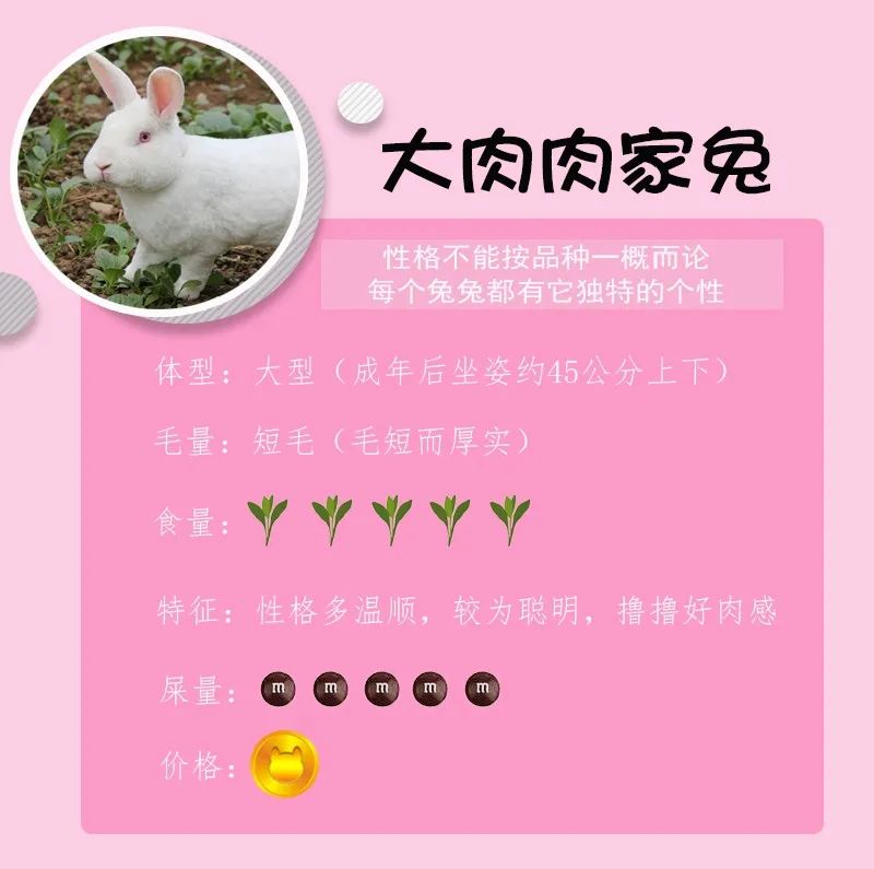 若你内心不够强大，千万不要去养兔子(图6)