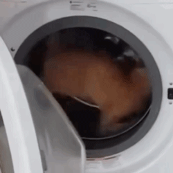 洗衣机又杀死了一只猫！养猫家庭洗衣服前，有件事不能偷懒(图12)