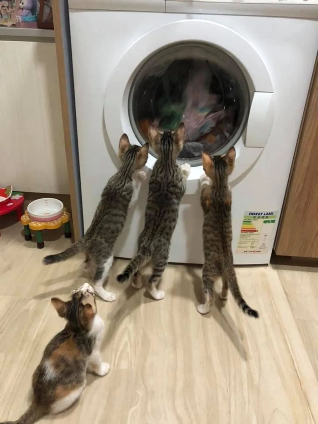 洗衣机又杀死了一只猫！养猫家庭洗衣服前，有件事不能偷懒(图10)