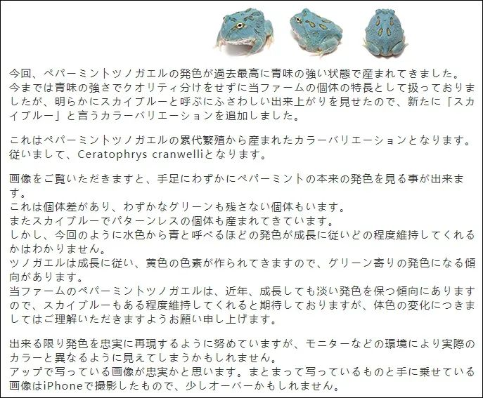 日本角蛙繁育大神的“梦幻天蓝”角蛙，售价堪称业界良心！(图2)