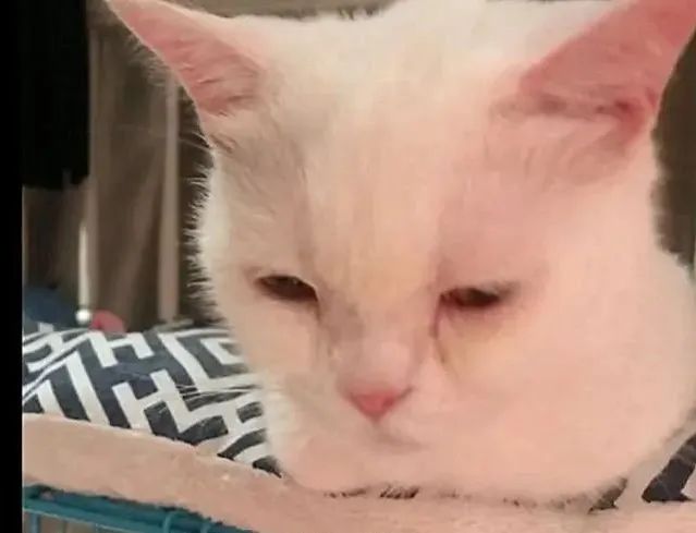 猫咪绝育后突然死亡，医院说是心脏病！来看看你家主子是否有风险(图1)