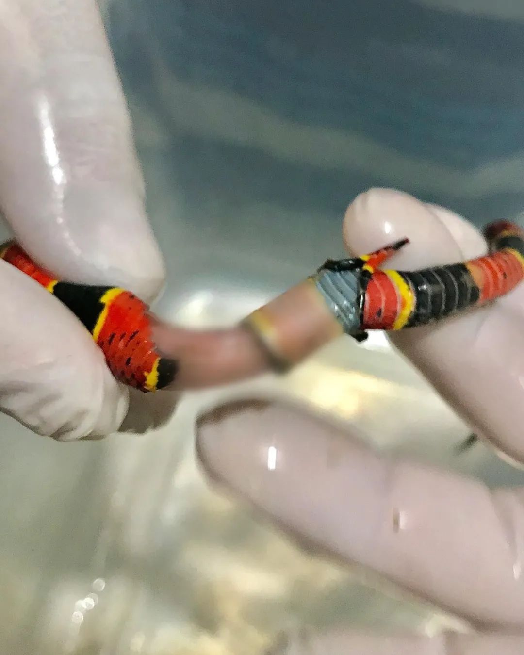 珊瑚蛇被野猫“剥皮”，手术很成功！但兽医的点评更值得赞赏(图5)