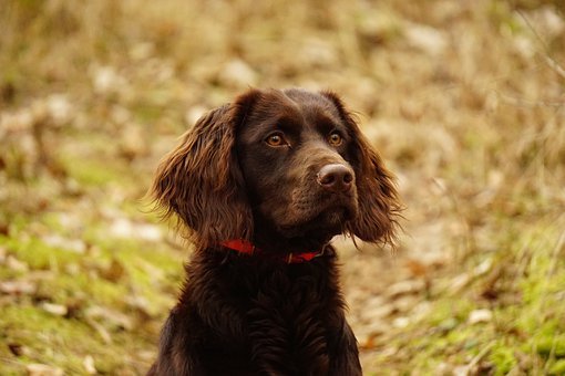 阿拉斯加犬瞅家佳吗？