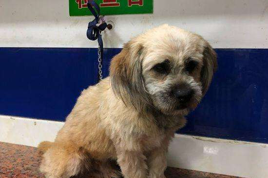 犬瘟热后期调节方式