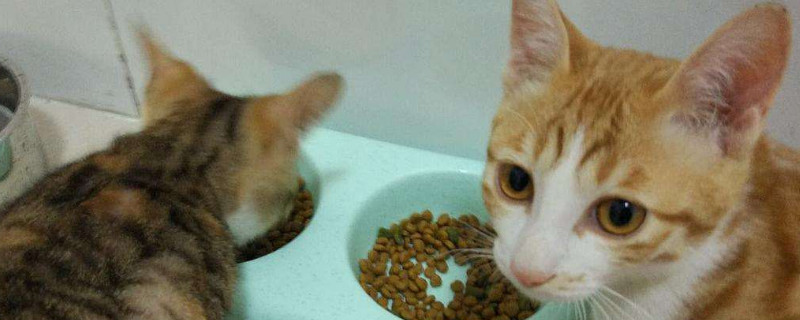 黄昏要没有要搁猫粮，猫夜半须要用饭吗