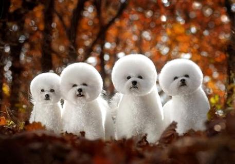 比熊幼犬不服从训练时，如何能让它听话？(图1)