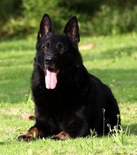 如何训练东德牧羊犬(图1)
