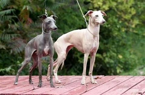 灵缇犬训练速度绝招有哪些？(图1)