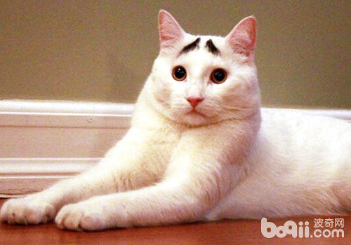 姚朝襟怀猫咪，为什么明星都爱猫？