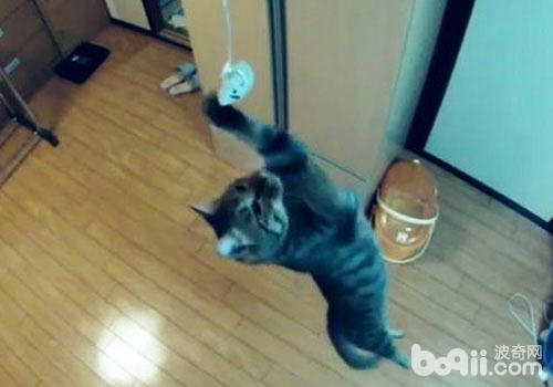猫咪具备无与匹敌的腾跃本领？