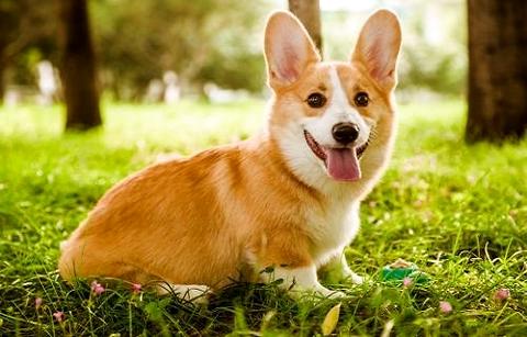 大师了解柯基犬价钱是几钱一只吗？ 