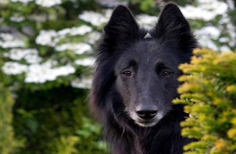 边疆牧羊犬怎样养?须要注沉这几点 