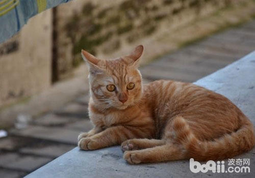 猫咪眼睛抽泣，眼屎多该怎样办？ 　　