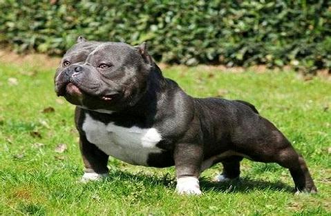 想养恶霸犬?你了解恶霸犬几钱一只吗？ 