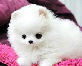 小博美犬的训练方法是什么？(图1)