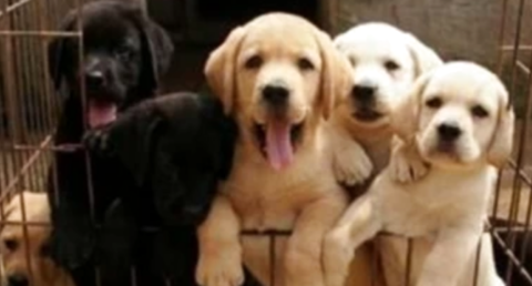 拉布拉多犬价格如何？值得入手吗？(图1)