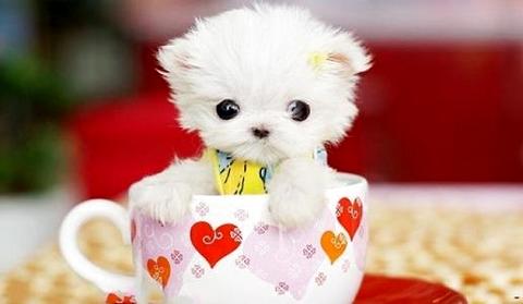 茶杯犬多少钱一只？怎么选购茶杯犬？(图2)