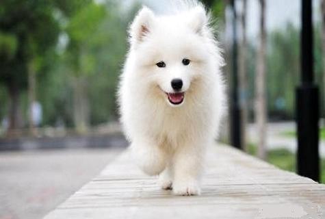 萨摩耶是大型犬吗？好养吗？(图1)
