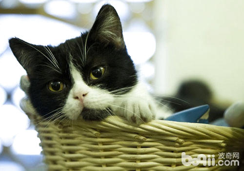 猫咪有哪些难以捉摸的行动？
