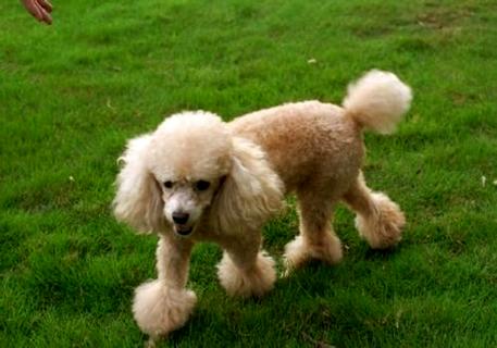 怎样训练贵宾犬大便？三步走解决难题！(图2)