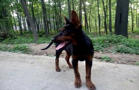 莱州红犬多少钱一只(图1)