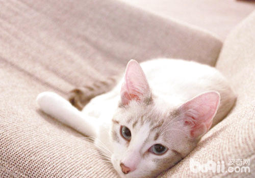 猫咪有帮于戒烟？