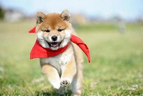“符合家养的中型犬”有哪些，哪一种犬类最佳？