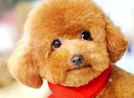 泰迪犬几钱一只？不共品相价钱不普遍 