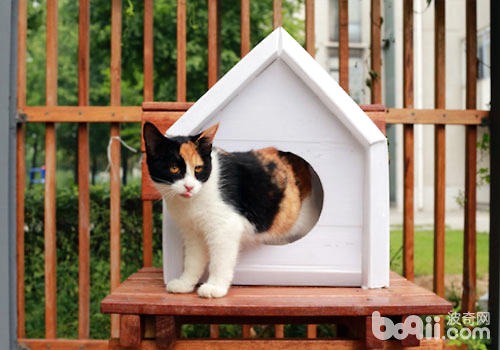 给猫咪众筹一个大屋子？
