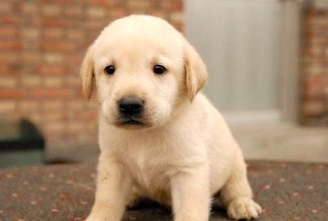 拉布拉多幼犬多少钱？好养吗？(图2)