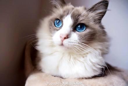 小猫太过调皮了，怎么办呢？(图1)