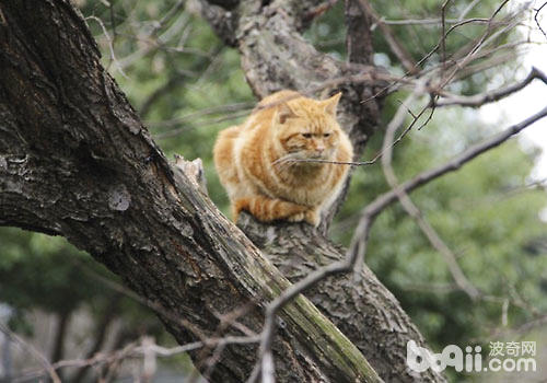 快过年了，不要让猫咪受鞭炮声效率